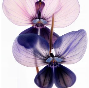 Photographie, A Botanical 63, Michael Filonow