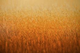 Painting, Summer Gold, Suzanne Vaughan
