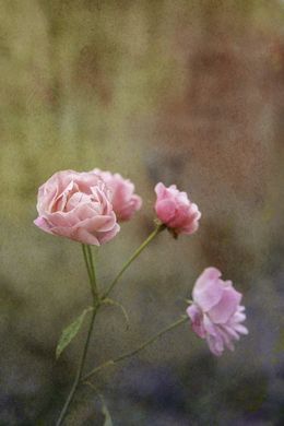 Photography, Garden of time I, Viet Ha Tran