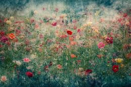 Photography, Enchanted garden II, Viet Ha Tran