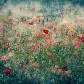 Photography, Enchanted garden II, Viet Ha Tran
