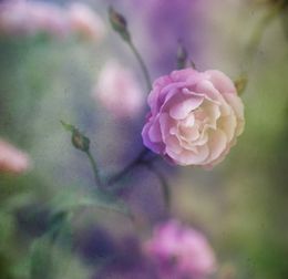 Photography, Garden of time V, Viet Ha Tran