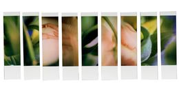Photographie, Organism 1.1, Johana Trayanova