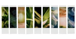 Photographie, Organism 1.5, Johana Trayanova