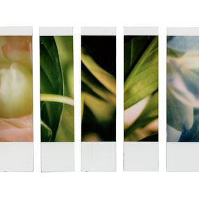 Fotografien, Organism 1.5, Johana Trayanova