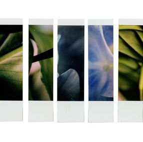 Photographie, Organism 1.2, Johana Trayanova