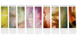 Photographie, Organism 5.2, Johana Trayanova