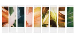 Photographie, Organism 6.3, Johana Trayanova