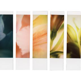 Photographie, Organism 6.3, Johana Trayanova