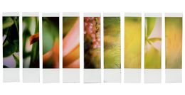 Photographie, Organism 5.1, Johana Trayanova