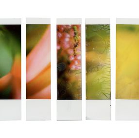 Photography, Organism 5.1, Johana Trayanova