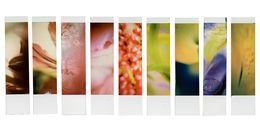 Photographie, Organism 6.8, Johana Trayanova