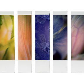 Photography, Organism 6.6, Johana Trayanova