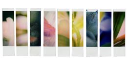 Photographie, Organism 6.2, Johana Trayanova