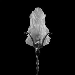 Photography, Asphodel, Yevgeniy Repiashenko