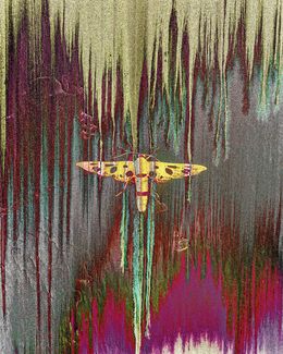 Photography, Midnight moth, Sumit Mehndiratta