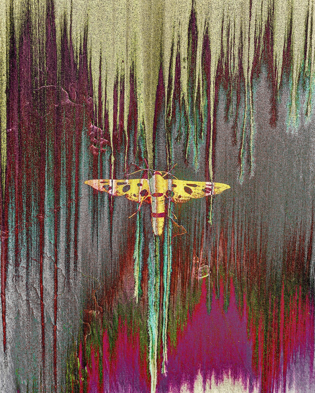 Sumit Mehndiratta, Midnight moth Sumit Mehndiratta, Midnight moth