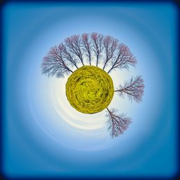 Fotografien, La Danse des Branches, Paul Marnef