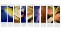 Photographie, Organism 4.1, Johana Trayanova