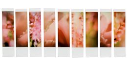 Photographie, Organism 4.2, Johana Trayanova