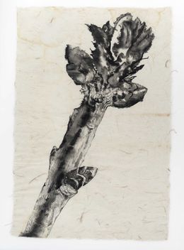 Zeichnungen, Le chêne à trois troncs n°2, Florian Song Nguyen