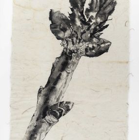 Zeichnungen, Le chêne à trois troncs n°2, Florian Song Nguyen