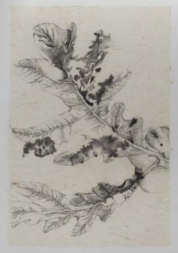 Zeichnungen, Le chêne à trois troncs n°6, Florian Song Nguyen