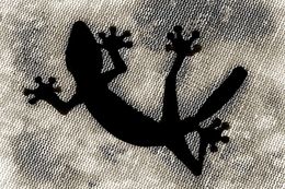 Fotografía, Gecko, Stuart Redler