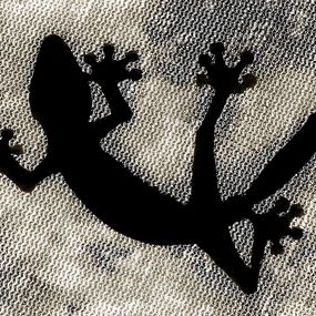 Photography, Gecko, Stuart Redler