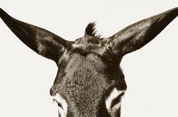 Fotografien, Look in to my eyes, Stuart Redler