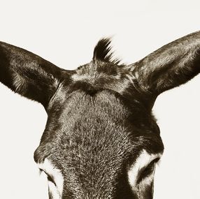 Photographie, Look in to my eyes, Stuart Redler