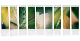 Photographie, Organism 3.4, Johana Trayanova