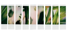 Photographie, Organism 3.1, Johana Trayanova