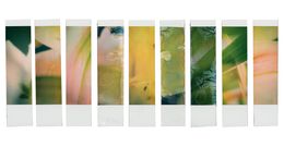 Photographie, Organism 3.3, Johana Trayanova