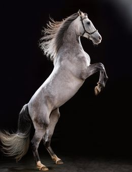 Fotografien, Elegance, Regis Duvignau