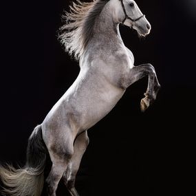 Photographie, Elegance, Regis Duvignau