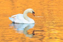 Photography, In golden water, Frederic Bauer