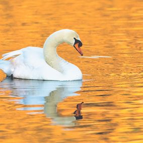 Photography, In golden water, Frederic Bauer