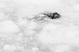 Photography, Terra Incognita - Breathe (1), Guillaume Pépy