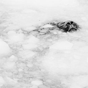 Photography, Terra Incognita - Breathe (1), Guillaume Pépy