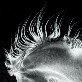 Photography, Alter Ego, Attitude Negative, Amrita Bilimoria