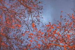 Fotografien, Sans titre, Nathalie Debroise