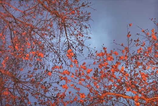 Nathalie Debroise