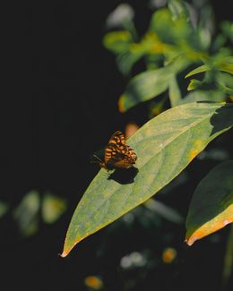 Photography, Butterfly resting on the leaf, Arantza NT Photography