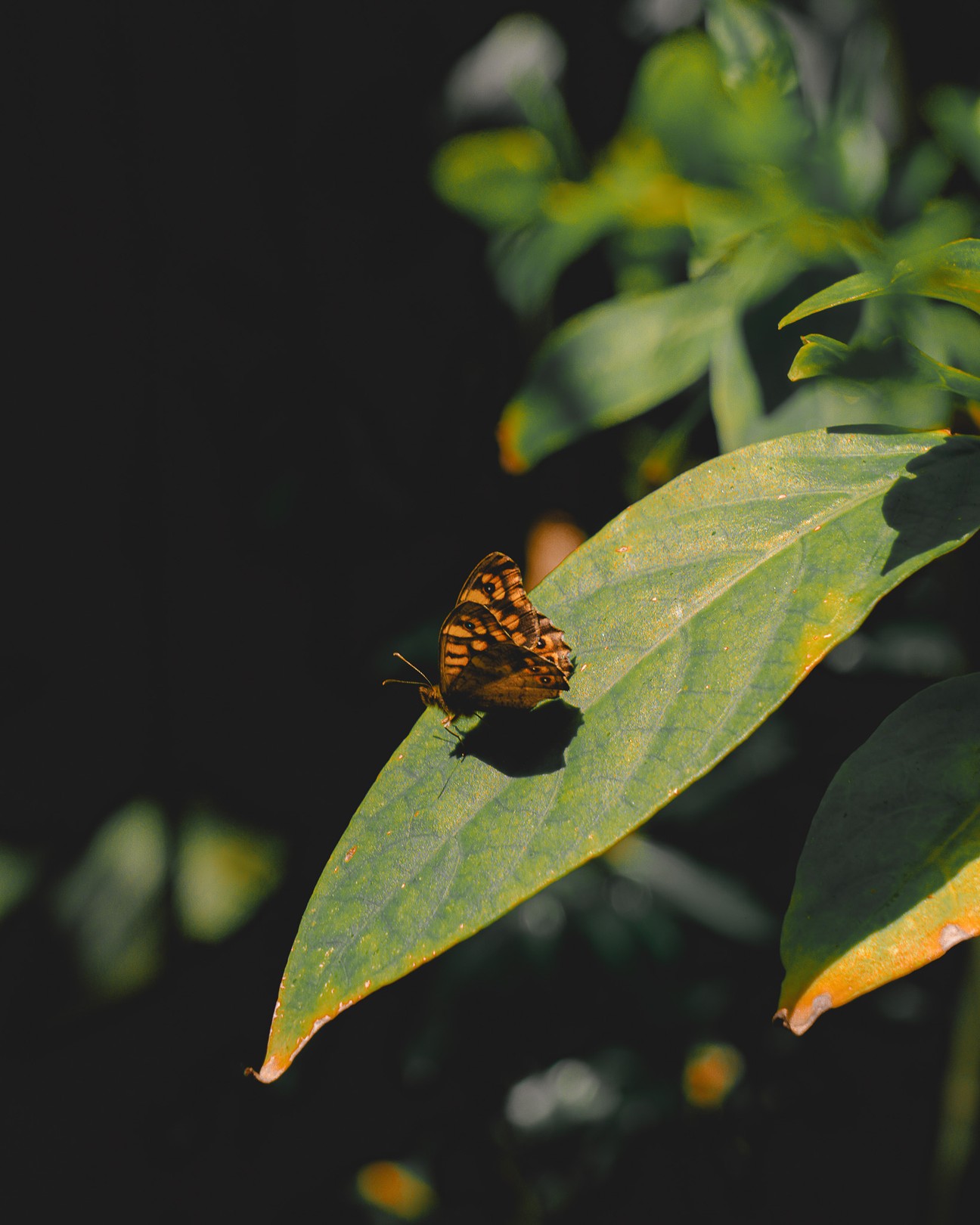 Arantza NT Photography, Butterfly resting on the leaf Arantza NT Photography, Butterfly resting on the leaf