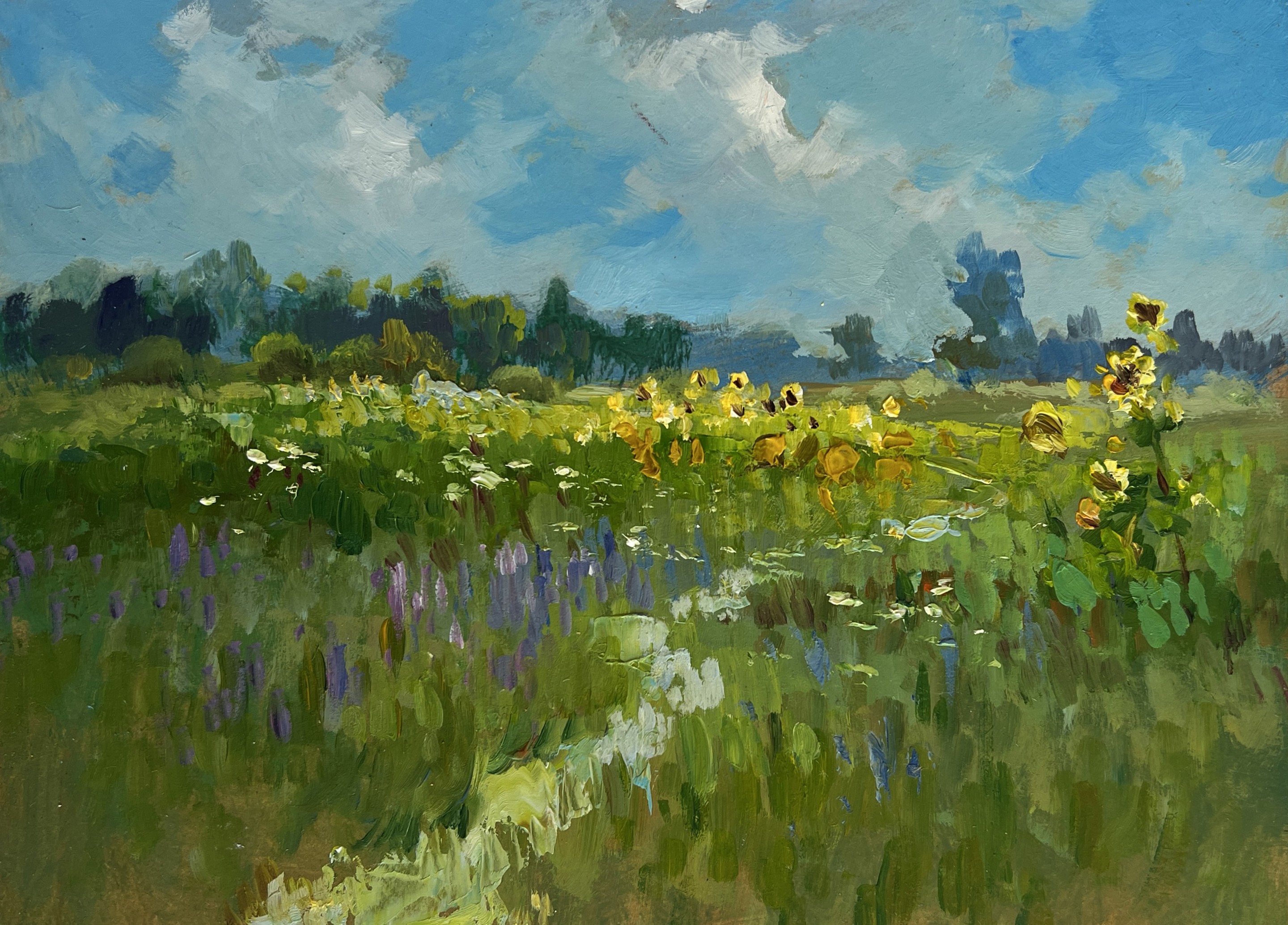 Suprunchuk Yuriy, Sunflower fields Suprunchuk Yuriy, Sunflower fields