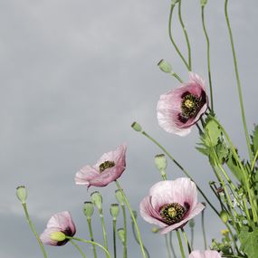 Photographie, Sin título, Silvia Sánchez Bianchi