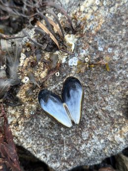 Photographie, Mussel and seaweed, Mikaela Olovsson