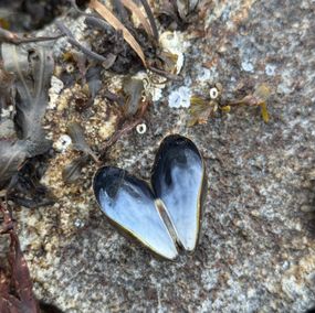 Photographie, Mussel and seaweed, Mikaela Olovsson