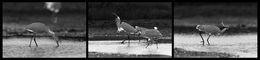 Photography, Seidenreiher SW, Frederic Bauer